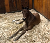 Foal_2018_Naharis RSH_Everdale x Wies 200x