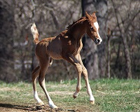 Foal_2018_Colt_Hadidi x Amirat al Yakout 200x