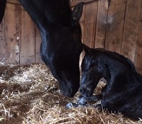 Foal_2018_Bugatti x Dona Rosa 200x