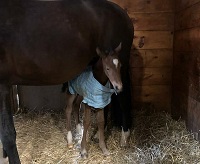 Foal_2018_Kalahari_Cadbury ggf x Saharah B 200x
