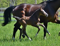Foal_2018_Filly_Everdal x Zamora ISF 200x