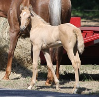 Foal_2018_Colt_Gay Bars Silver x CD Red Rose 200x