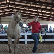 Preparing Quarter Horses For Sale_Sale Ring