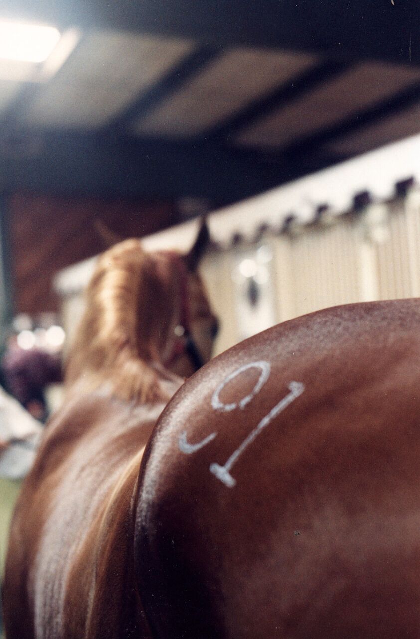 Preparing Quarter Horses For Sale_hip number