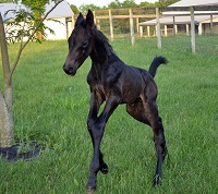 Foal_2018_Jaguar Mail x Edin CHF 200x