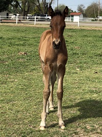 Foal_2018_Dominique_Don Hill x Tasha 200x