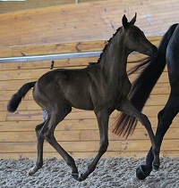 Foal_2018_Domino QC_Dante Weltino x Carrera S.E. 200x