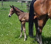 ^Foal 2018_Royal Riff Raff_Royal Prince x Mirabelle 200x