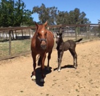 Foal_2018_Negro x Necia 200x