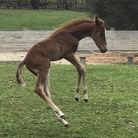 Foal_2018_Sunshine_Peace and War x Sheza Puddins Gal 200x