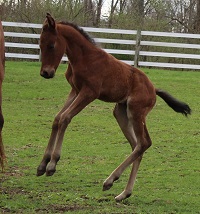 Foal_2018_Moira Peace_Peace and War x Shorty Dually Gal 200x