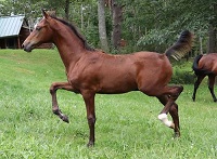 Foal_2018_Zhivago_Bazinga x MEM McDreamy 200x