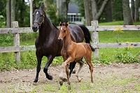 Foal_2018_Zinatra_Bazinga x Sea-Vu French Escapade 200x