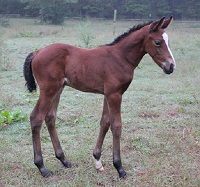 Foal_2018_Filly_Cabin Master x Feeling Joy xx 200x