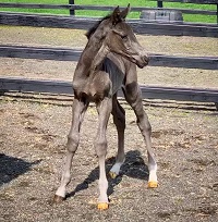 Foal 2019_Olivia d'Endy S_Glamourdale x Govowendy 200x