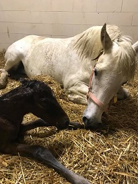 Foal 2019_Filly_Fiti AL x Testarossa MTF 200x