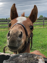 ^Foal 2019_Our Promise_The Proposal x Tsarin 200x