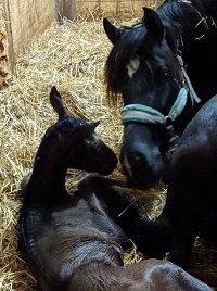 Foal 2019_Colt_Glamourdale x Lieve-Belle 200x