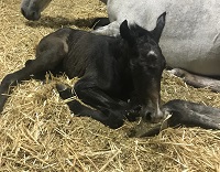 Foal 2019_Disney_Don Hill x Grand Beauty 200x