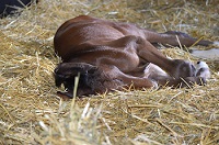 ^2019 Foal_Timeless T_Talisman x Olivia K 200x