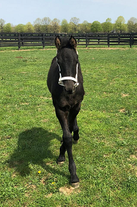 Foal 2019_Liske E CJF_Tsjalle 454 Sport Preferent_Liske E Star 200x
