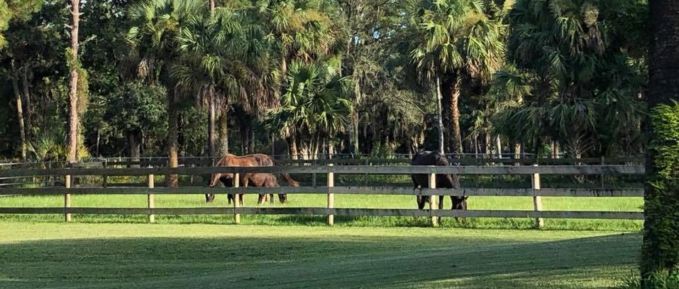 WellGRove - Pasture (1)