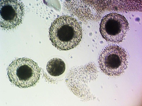 TVA Oocytes Photo 