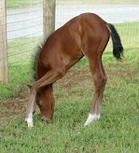 2020 Foal_Radnor HTF_Rubinero x Allegra Q 200x