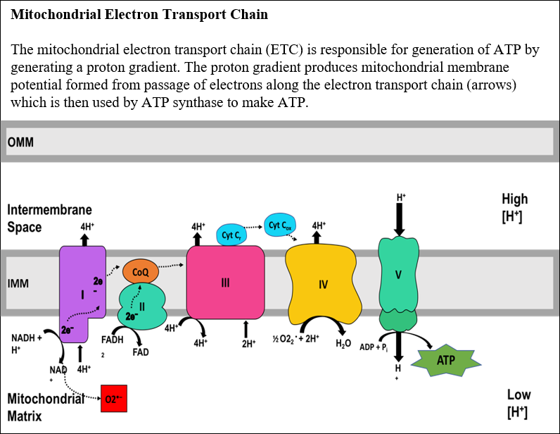 Mitochondrial Electron Transport Chain (2)_Meyers