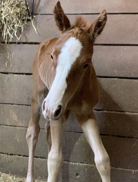 2021_Foal_Teddi_Im Countin Chex x Caroena Rose 200x