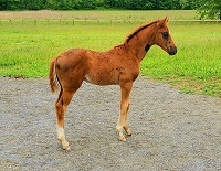 2021_Foal_Royal Star_Royal Prinz s Count's Classic 200x