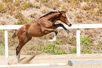 2021_Foal_Z- Mazikeen TW_Faustino de Tili x Z- Kenza 200x