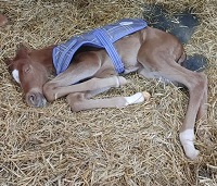 2021_Foal_Crixus_Billy Echo x Mike's Dreamgirl 200x
