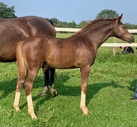 2021_Foal_Motown SSF_Cadlanvalley Manhatten x Riddle Me SSF  200x