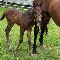 2021_Foal_Rainforest Cafe SDS_Rubinero x Weebit 200x