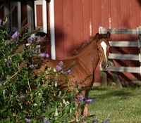 2021_Foal_Kaliente EMF_Kjento x HPM Sonata EMF  200x