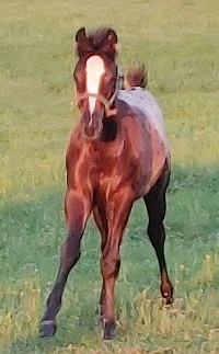 2021_Foal_Nick_Cadlanvalley Manhatten x Stars Over Boston 200x