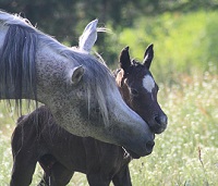 2021_Foal_Nalani_Waheed Al Azhaar x Naajidah JD 200x