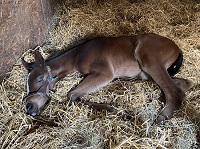 2022_Foal_So Hootiful_Hot Ones Only_Etched In Time 200x