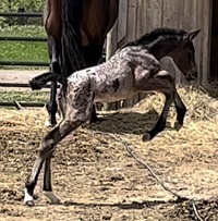 2022_Foal_Foal_Pax Asgard af Pegasus x Rosalita 200x