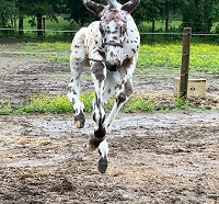 2022_Foal_Kosmos Shining Star_Pax Asgard af Pegasus x Love Is Here 200x