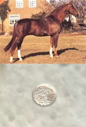 Recruut and Embryo Photo Group