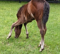 2022_Foal_Dolly_Nell Fenwick x Suntory Gold 200x