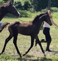 2022_Foal_Fiasco_CadlanValley Manhatten x Forst Folk Tales 200x