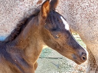2022_Foal_Foxlair Exclusive_Cadlanvalley Manhatten x Feinesse 200x