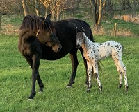 2022_Foal_Osiris_Pax Asgard af Pegasus x Deja Vu 200x