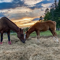 2022_Foal_SpeakEasy_Qredit Hilltop x Cosmic Saint 200x