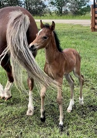 2022_Foal_Filly_Cadlanvalley Manhatten x Morgan Hills Filina 200x
