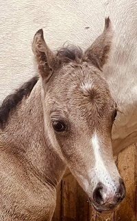 2022_Foal_Filly_Cadlanvalley Manhatten x Clanfair Love Story 200x
