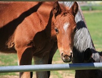 2023_Foal_Travlin Hadi_Travlin Chex x Quahadi 200x